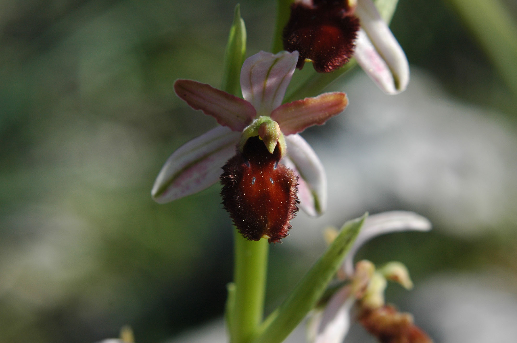 O.panoritana o O.exaltata